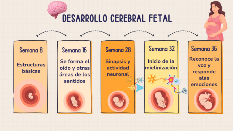 4 Claves Geniales – Desarrollo Neurologico Desde el Vientre - infografia