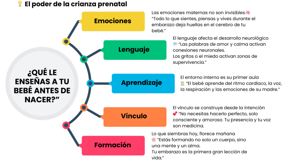 Infografia con 5 etapas de aprendizaje prenatal
